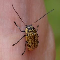 Aporocera (Aporocera) erosa at Murrumbateman, NSW - 19 Dec 2023