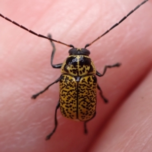 Aporocera (Aporocera) erosa at Murrumbateman, NSW - 19 Dec 2023 10:40 AM