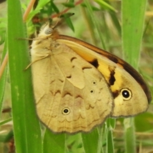 Heteronympha merope at Namadgi National Park - 19 Dec 2023 10:20 AM