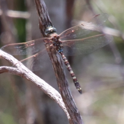 Adversaeschna brevistyla at Alpine, NSW - 17 Dec 2023 by JanHartog