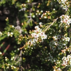 Baeckea gunniana (Alpine Baeckea) at Namadgi National Park - 18 Dec 2023 by RAllen