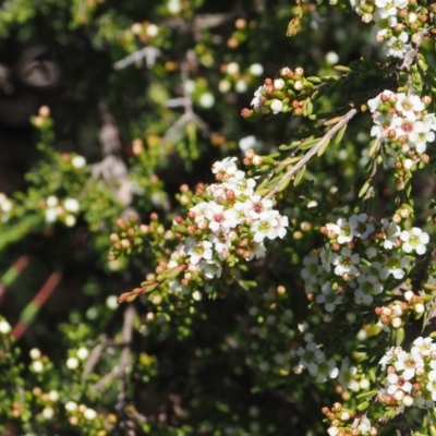 Baeckea gunniana (Alpine Baeckea) at Namadgi National Park - 18 Dec 2023 by RAllen