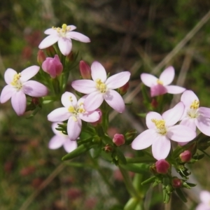 Centaurium sp. at Namadgi National Park - 19 Dec 2023