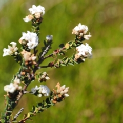 Epacris breviflora (Drumstick Heath) at Namadgi National Park - 18 Dec 2023 by RAllen