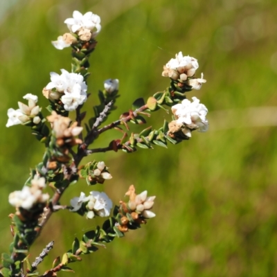 Epacris breviflora (Drumstick Heath) at Namadgi National Park - 18 Dec 2023 by RAllen