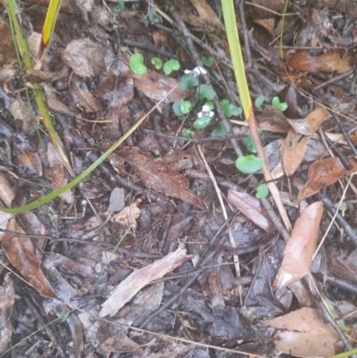 Viola hederacea (Ivy-leaved Violet) at Nadgee Nature Reserve - 19 Dec 2023 by VanceLawrence