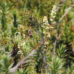 Richea continentis at Namadgi National Park - 18 Dec 2023