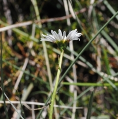 Brachyscome obovata (Baw Baw Daisy) at Namadgi National Park - 18 Dec 2023 by RAllen