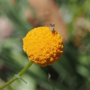 Craspedia aurantia var. aurantia at Namadgi National Park - suppressed