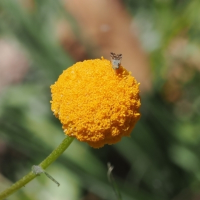 Craspedia aurantia var. aurantia (Orange Billy Buttons) at Namadgi National Park - 18 Dec 2023 by RAllen