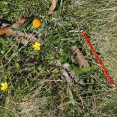 Craspedia aurantia var. aurantia at Namadgi National Park - suppressed