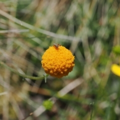 Craspedia aurantia var. aurantia at Namadgi National Park - suppressed