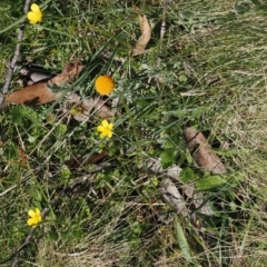 Craspedia aurantia var. aurantia at Namadgi National Park - 18 Dec 2023