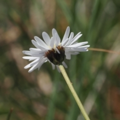 Brachyscome obovata (Baw Baw Daisy) at Namadgi National Park - 18 Dec 2023 by RAllen