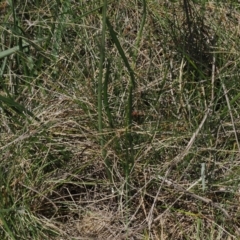 Brachyscome obovata at Namadgi National Park - 18 Dec 2023