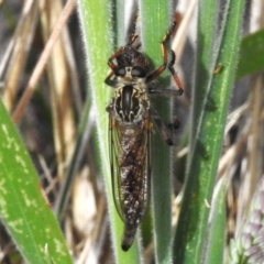 Unidentified Robber fly (Asilidae) at Namadgi National Park - 19 Dec 2023 by JohnBundock