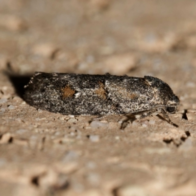 Agriophara nodigera (Stenomatid Moth) at Harrison, ACT - 17 Dec 2023 by DPRees125