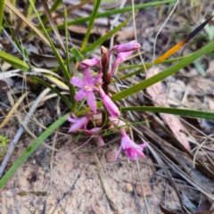 Dipodium roseum (Rosy Hyacinth Orchid) at QPRC LGA - 18 Dec 2023 by Csteele4