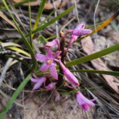 Dipodium roseum at QPRC LGA - 18 Dec 2023