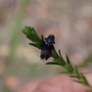 Macrosiagon sp. (genus) at Murrumbateman, NSW - 19 Dec 2023