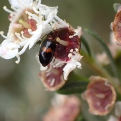 Monolepta sp. (genus) (Leaf beetle) at Murrumbateman, NSW - 18 Dec 2023 by SimoneC