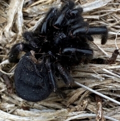 Hadronyche alpina (Alpine funnelweb spider) at Kosciuszko National Park - 13 Dec 2023 by SteveBorkowskis