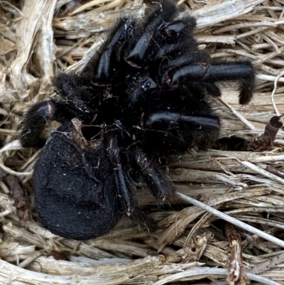 Hadronyche alpina (Alpine funnelweb spider) at Kosciuszko National Park - 13 Dec 2023 by SteveBorkowskis