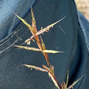 Cymbopogon refractus at Molonglo River Reserve - 19 Dec 2023 11:04 AM