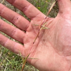 Cymbopogon refractus at Molonglo River Reserve - 19 Dec 2023 11:04 AM