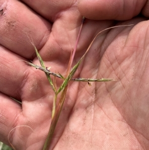 Cymbopogon refractus at Molonglo River Reserve - 19 Dec 2023 11:04 AM