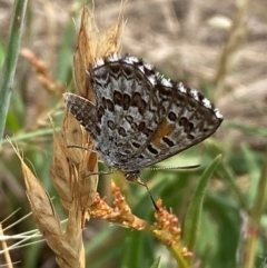 Lucia limbaria (Chequered Copper) at Lower Molonglo - 19 Dec 2023 by SteveBorkowskis