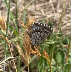 Lucia limbaria at Lower Molonglo - 19 Dec 2023 11:13 AM