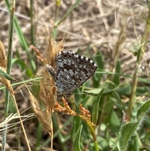 Lucia limbaria at Lower Molonglo - 19 Dec 2023 11:13 AM