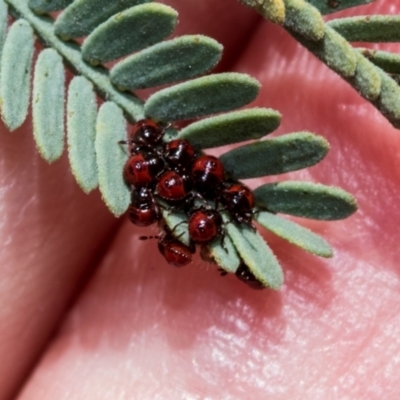 Oechalia schellenbergii (Spined Predatory Shield Bug) at Fraser, ACT - 14 Feb 2023 by AlisonMilton