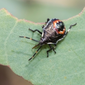 Oechalia schellenbergii at Kuringa Woodlands - 14 Feb 2023 02:44 PM