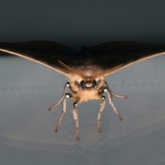 Anthela varia at Ainslie, ACT - 17 Dec 2023 09:16 PM