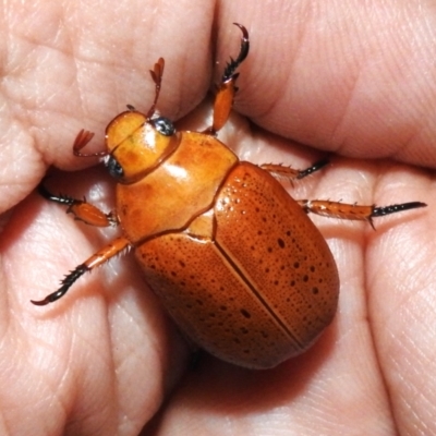 Anoplognathus porosus (Porosus Christmas beetle) at Wanniassa, ACT - 9 Dec 2023 by JohnBundock