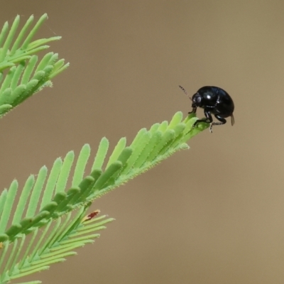 Unverified Leaf beetle (Chrysomelidae) - 1 Jan 1900 by KylieWaldon
