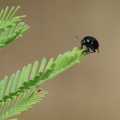 Unidentified Leaf beetle (Chrysomelidae) at Yackandandah, VIC - 18 Dec 2023 by KylieWaldon