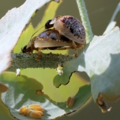 Paropsisterna m-fuscum (Eucalyptus Leaf Beetle) at Yackandandah, VIC - 19 Dec 2023 by KylieWaldon