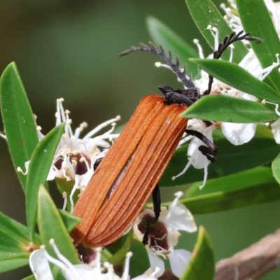 Porrostoma rhipidium (Long-nosed Lycid (Net-winged) beetle) at Yackandandah, VIC - 19 Dec 2023 by KylieWaldon