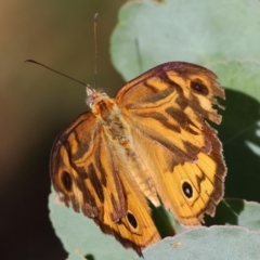 Heteronympha merope (Common Brown Butterfly) at Yackandandah, VIC - 18 Dec 2023 by KylieWaldon