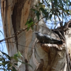 Callocephalon fimbriatum (Gang-gang Cockatoo) at Mongarlowe, NSW - 18 Dec 2023 by LisaH