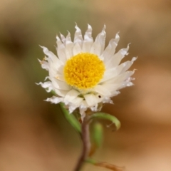 Helichrysum leucopsideum (Satin Everlasting) at Mongarlowe River - 18 Dec 2023 by LisaH