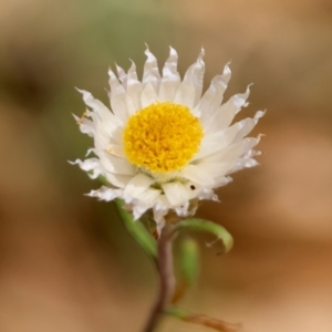 Helichrysum leucopsideum at QPRC LGA - 19 Dec 2023