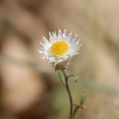 Helichrysum leucopsideum at QPRC LGA - 19 Dec 2023