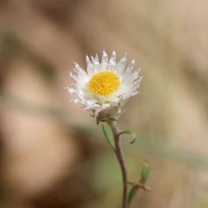 Helichrysum leucopsideum at QPRC LGA - 19 Dec 2023