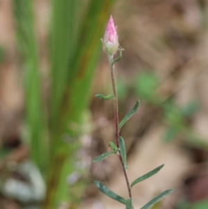 Helichrysum leucopsideum at QPRC LGA - 19 Dec 2023