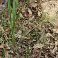 Helichrysum leucopsideum at QPRC LGA - 19 Dec 2023