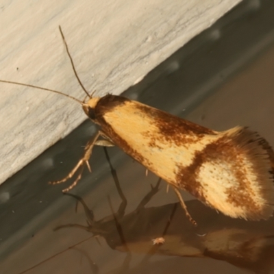 Isomoralla pyrrhoptera (A concealer moth) at Hackett, ACT - 16 Dec 2023 by jb2602